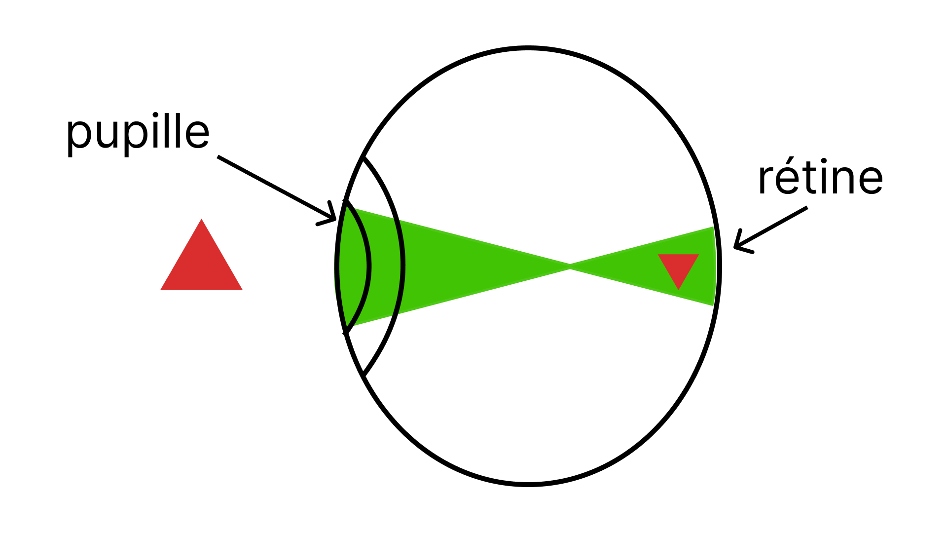 Illustration du fonctionnement de l'oeil